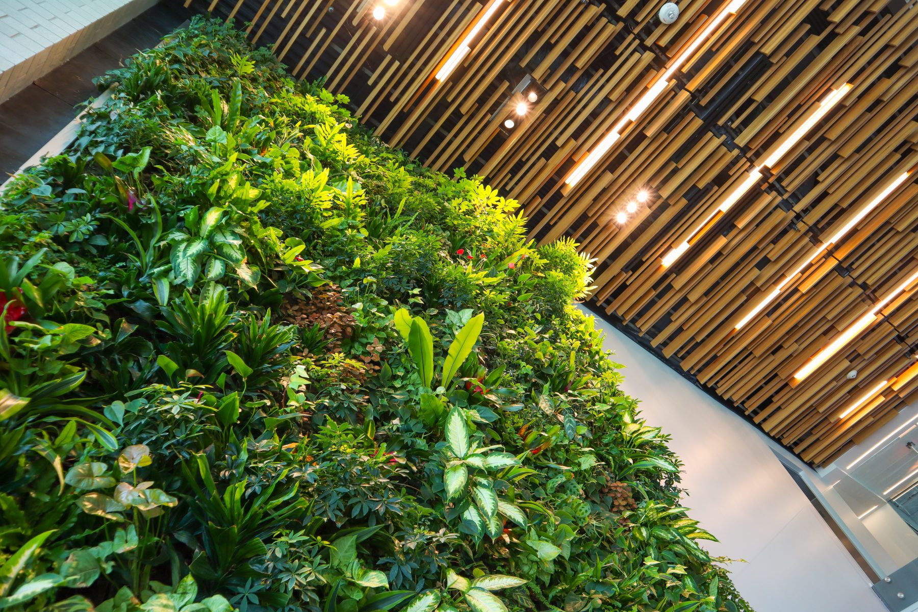 What Is Biophilic Office Design?