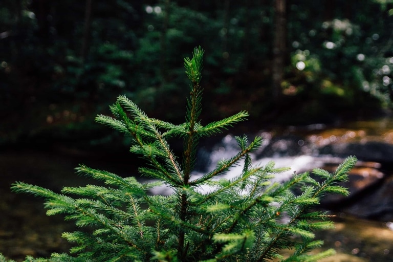 A pine tree in a forest.