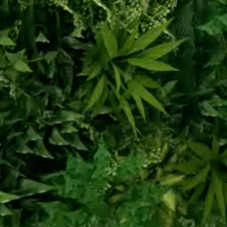 Close-up of office plant